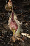 Skunk cabbage